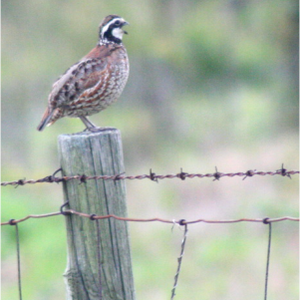 Picture: A male northern bobwhite singing on a a fence post.