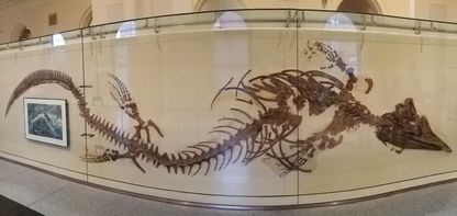 Picture: Skeleton panorama from the Natural History Museum in New York City.