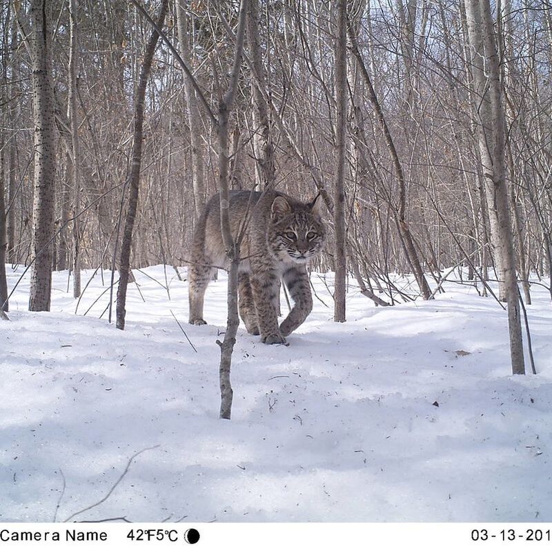 Picture: A bobcat captured on camera walking through a leafless winter forest with deep snow.